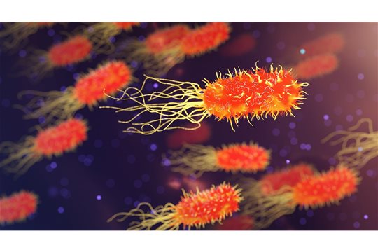Črevné baktérie a histamín