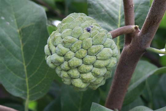 Quercetin (kvercetín)