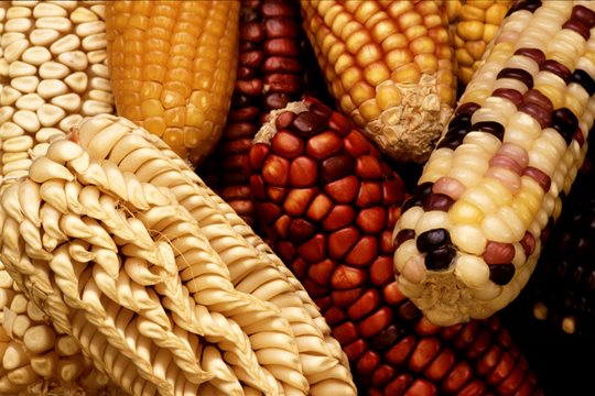 Geneticky modifikované organizmy (GMO)