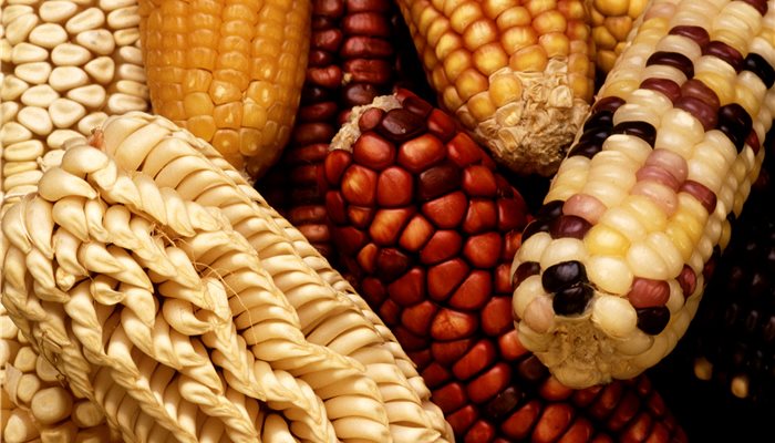 Geneticky modifikované organizmy (GMO)
