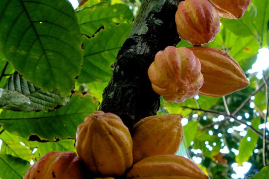 Kakaovník pravý (Theobroma cacao)