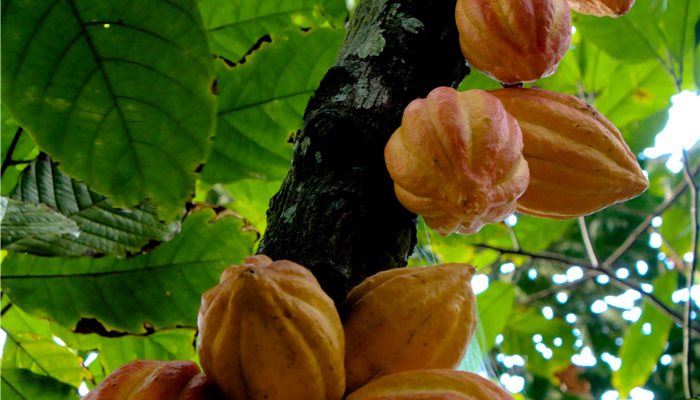 Kakaovník pravý (Theobroma cacao)