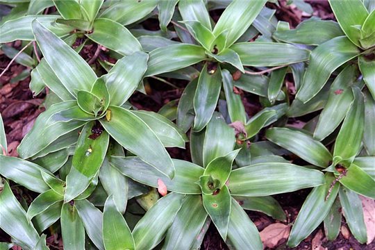 Kalisia voňavá -Callisia fragrans