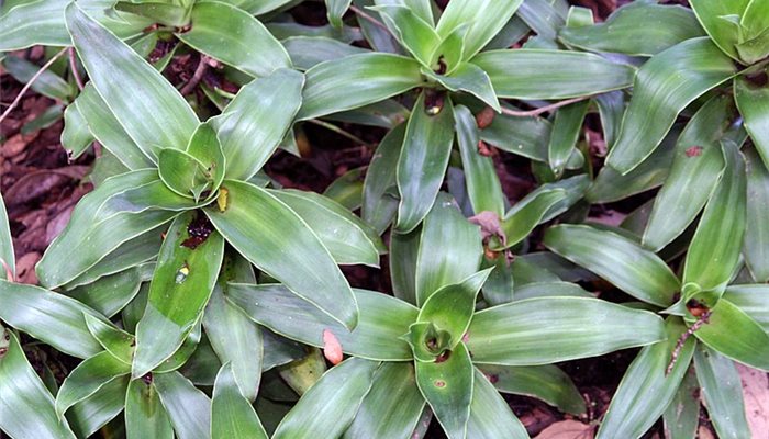 Kalisia voňavá -Callisia fragrans