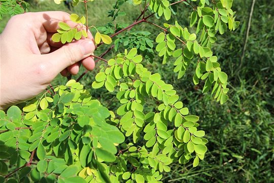 MORINGA pre zdravie