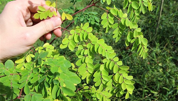 MORINGA pre zdravie