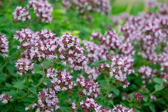 Pamajorán obyčajný (oregano) a jeho liečivé účinky