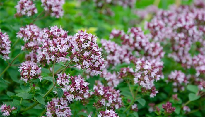 Pamajorán obyčajný (oregano) a jeho liečivé účinky