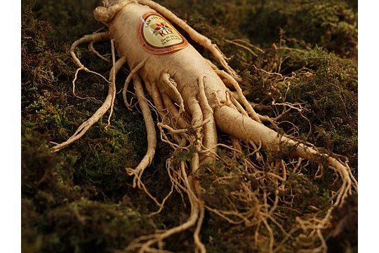 Pravý Ženšen – Panax Ginseng 