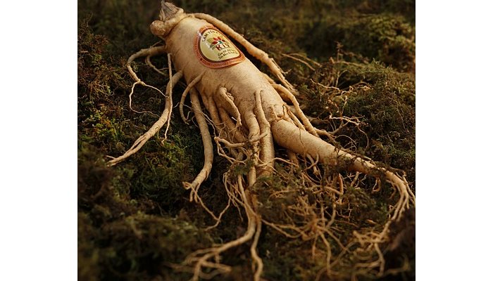 Pravý Ženšen – Panax Ginseng 
